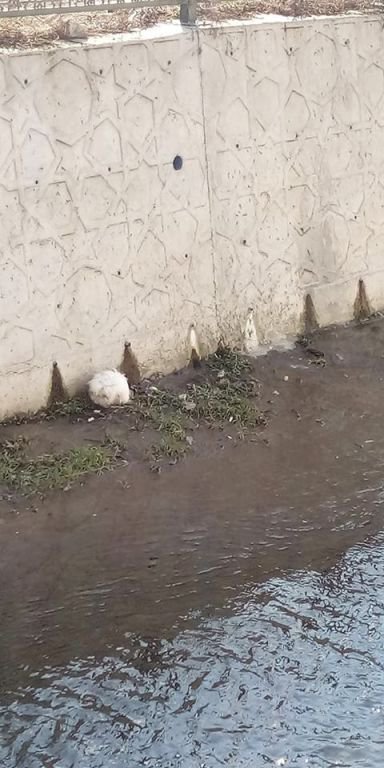 ANGORA TAVŞANININ İMDADINA İTFAİYE YETİŞTİ