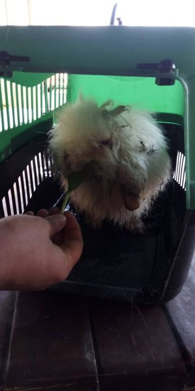 ANGORA TAVŞANININ İMDADINA İTFAİYE YETİŞTİ