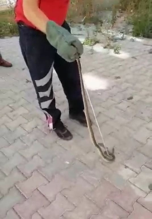 APARTMANIN GARAJINDAN YILAN ÇIKTI