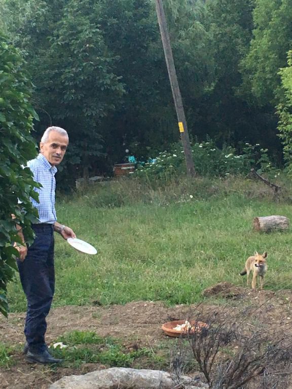 BAHÇESİNDE TİLKİ BESLİYOR