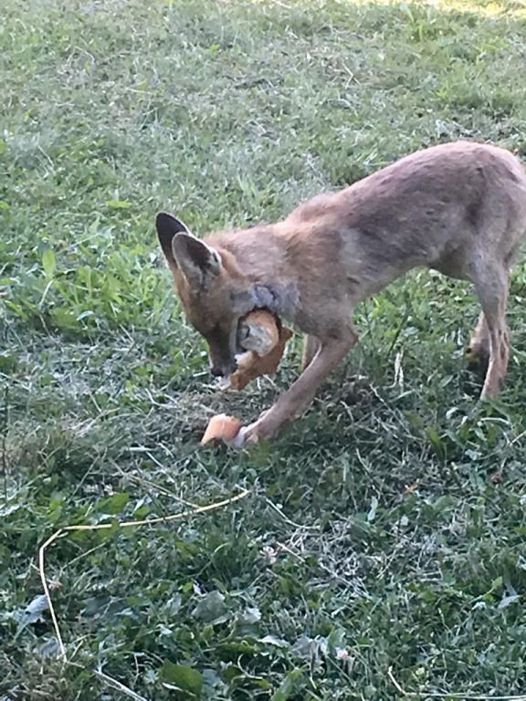 BAHÇESİNDE TİLKİ BESLİYOR