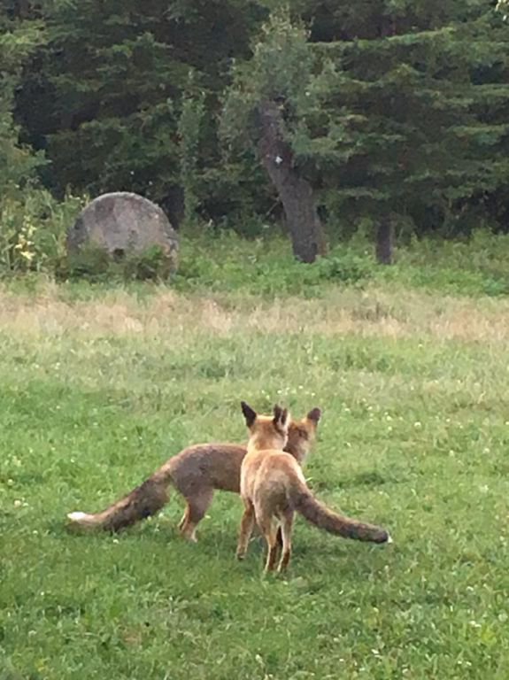 BAHÇESİNDE TİLKİ BESLİYOR