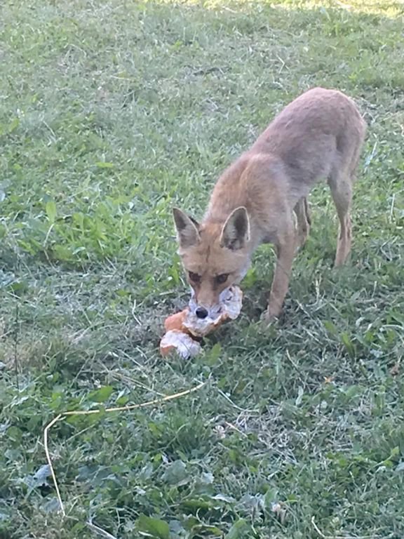 BAHÇESİNDE TİLKİ BESLİYOR