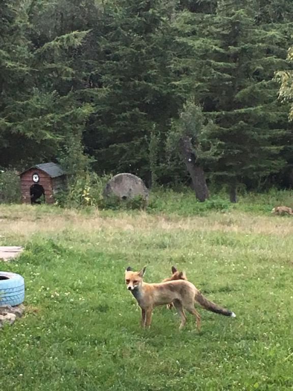 BAHÇESİNDE TİLKİ BESLİYOR