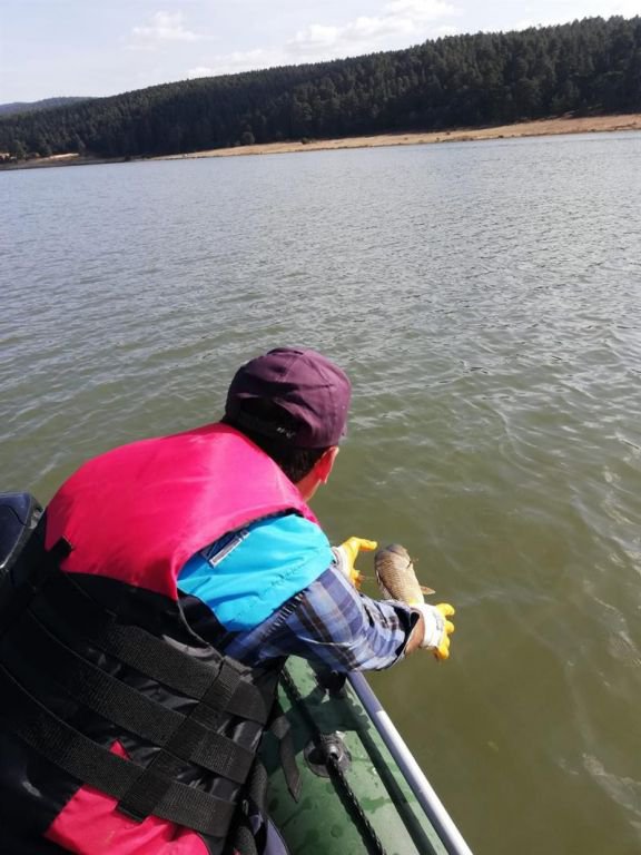 BOLU'DA DOĞA KATLİAMI