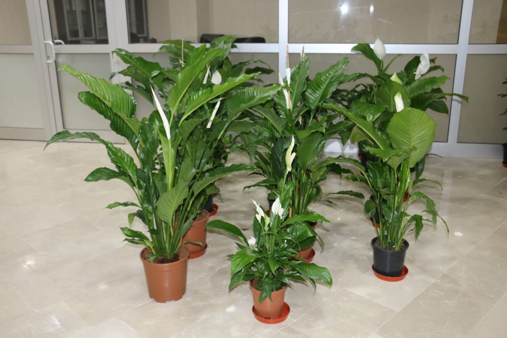 ÇİÇEKLERLER ENGELLİLER İÇİN SATILIYOR