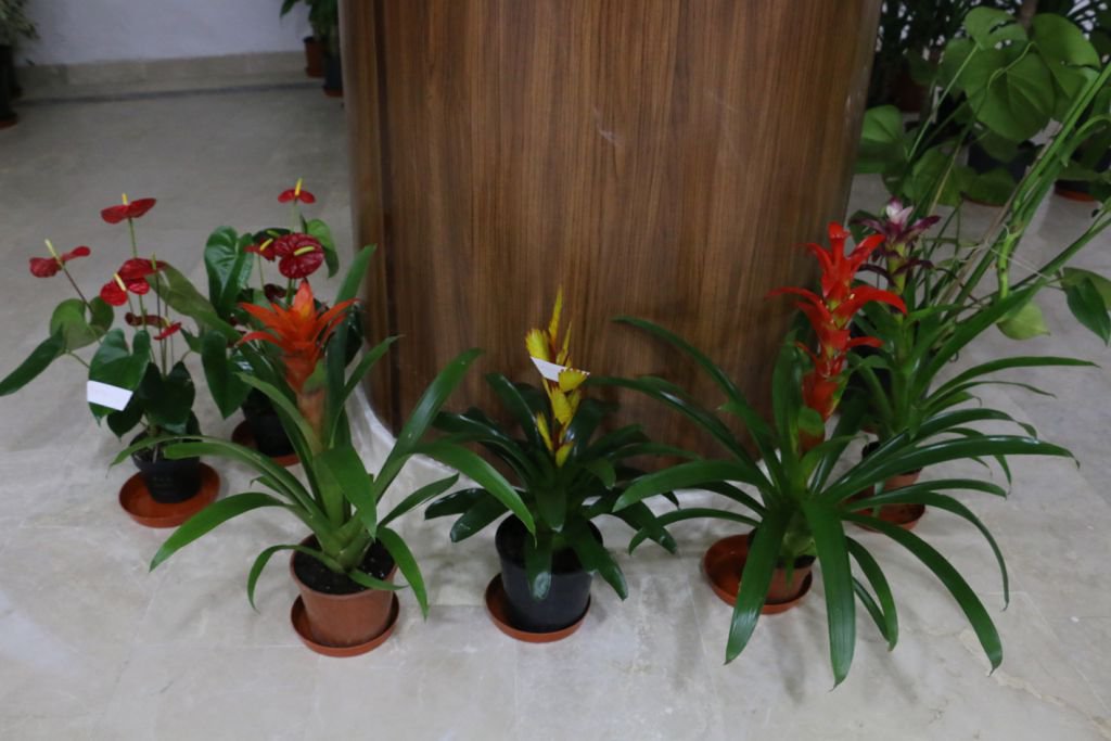 ÇİÇEKLERLER ENGELLİLER İÇİN SATILIYOR