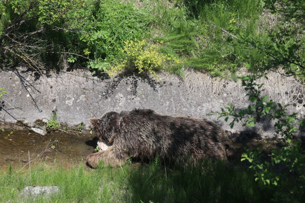 DİĞER HAYVANLARA YEM OLACAK