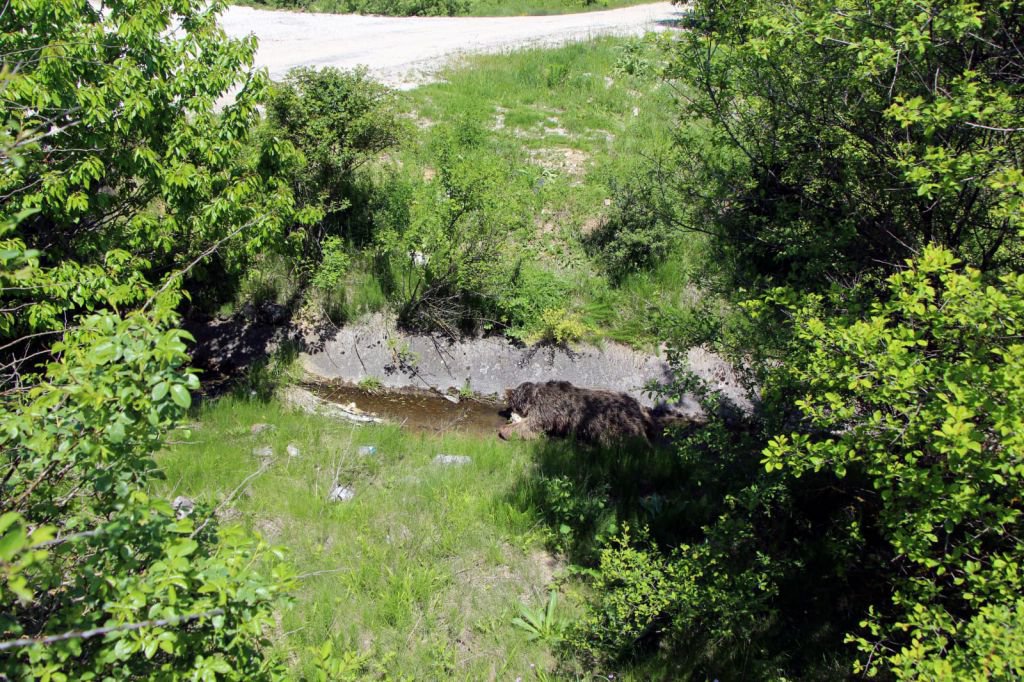 DİĞER HAYVANLARA YEM OLACAK