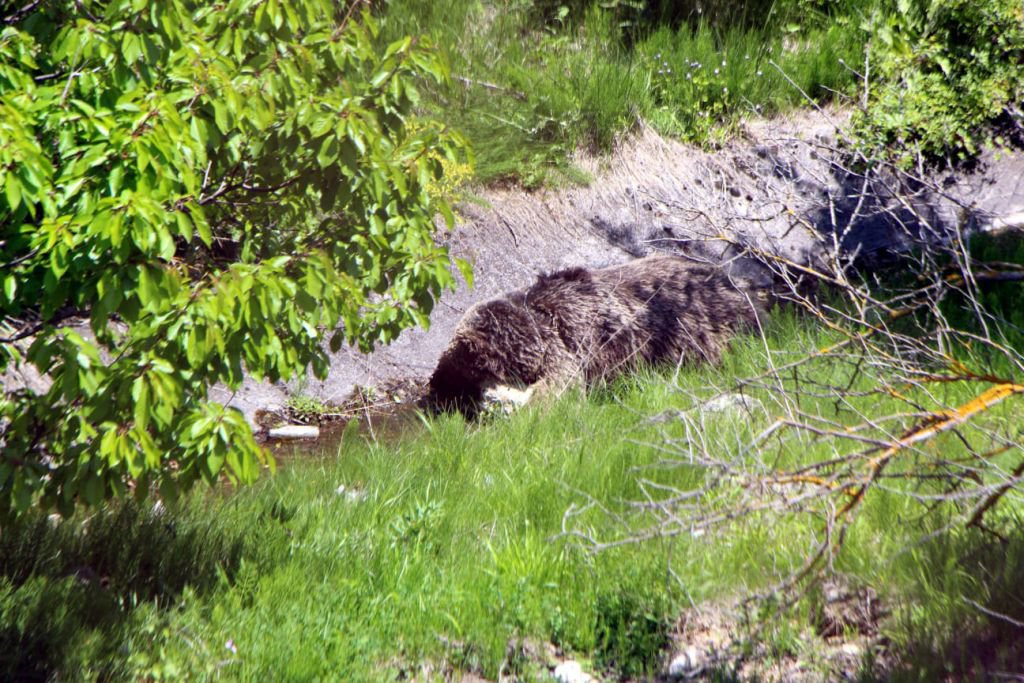 DİĞER HAYVANLARA YEM OLACAK