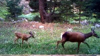 DOĞADAKİ VAHŞİ HAYVANLAR GÖRÜNTÜLENDİ