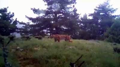 DOĞADAKİ VAHŞİ HAYVANLAR GÖRÜNTÜLENDİ