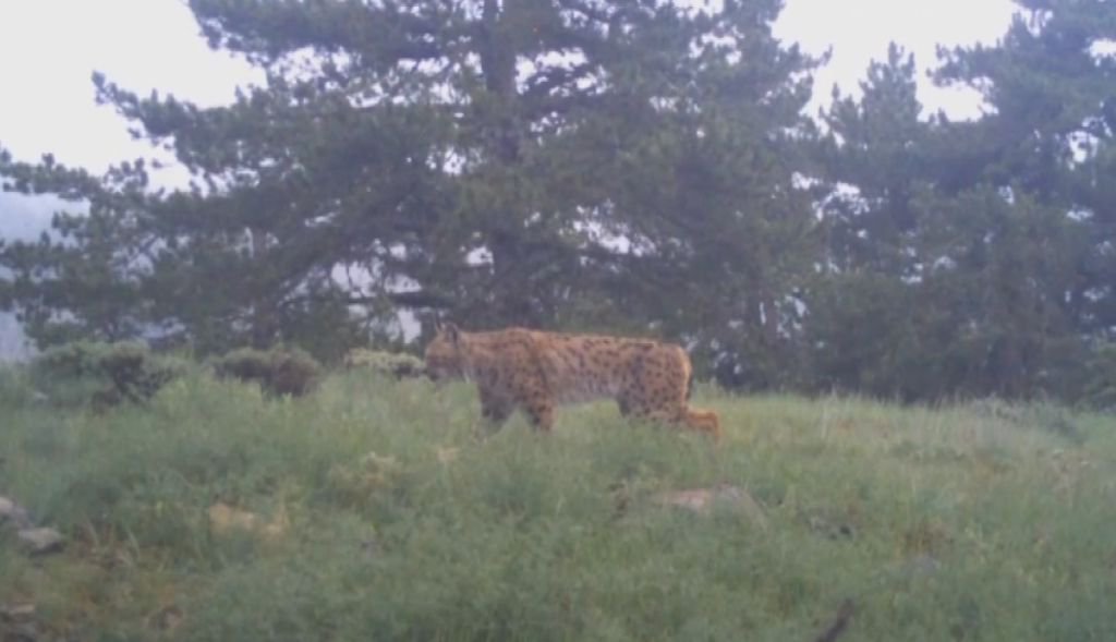 DOĞADAKİ VAHŞİ HAYVANLAR GÖRÜNTÜLENDİ