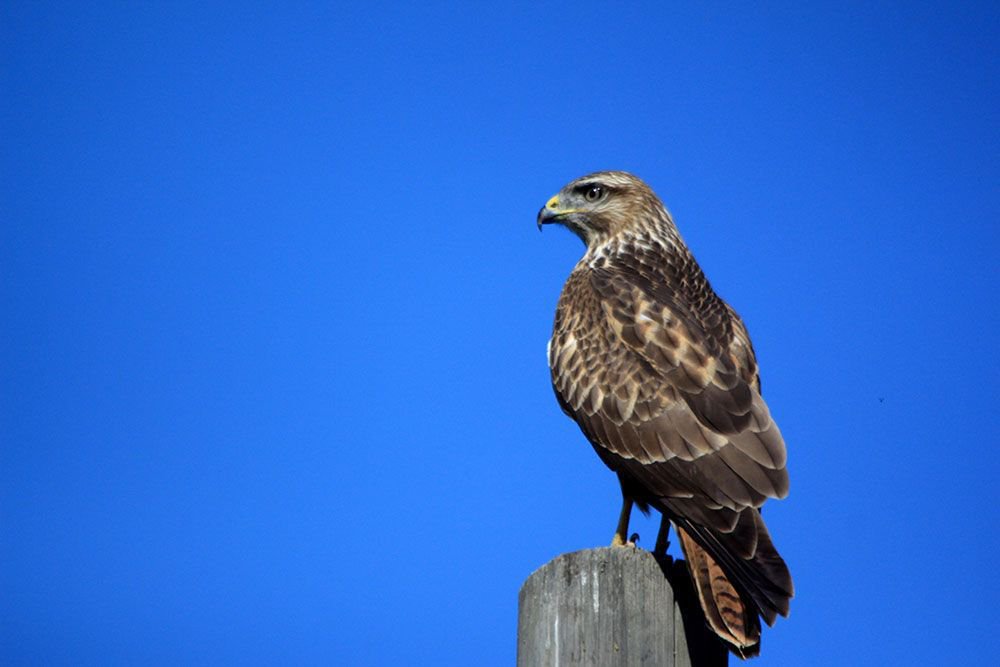 ÖNCEDEN ÖLDÜRÜYORDU, ŞİMDİ ÖLÜMSÜZLEŞTİRİYOR