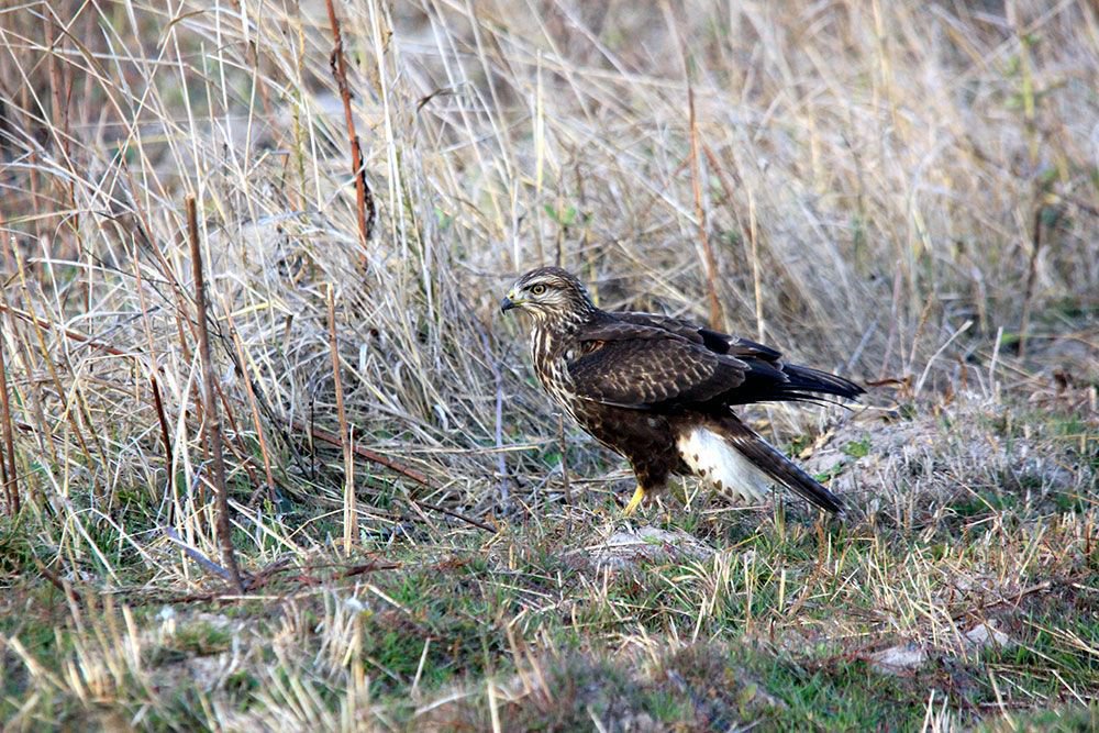 ÖNCEDEN ÖLDÜRÜYORDU, ŞİMDİ ÖLÜMSÜZLEŞTİRİYOR