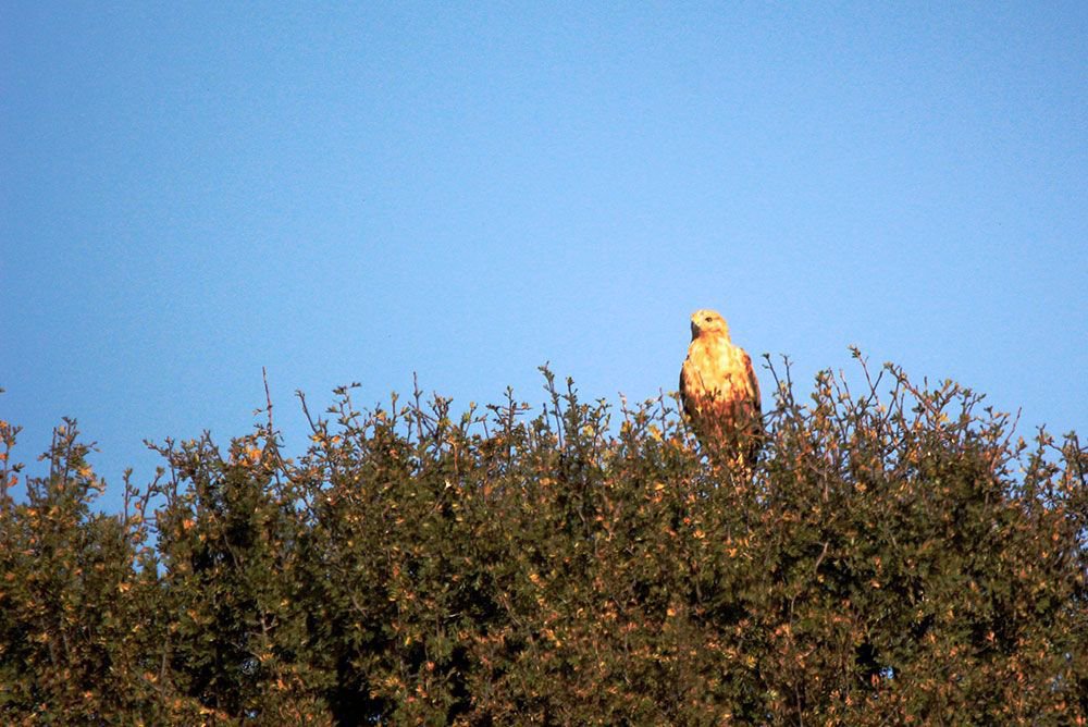 ÖNCEDEN ÖLDÜRÜYORDU, ŞİMDİ ÖLÜMSÜZLEŞTİRİYOR