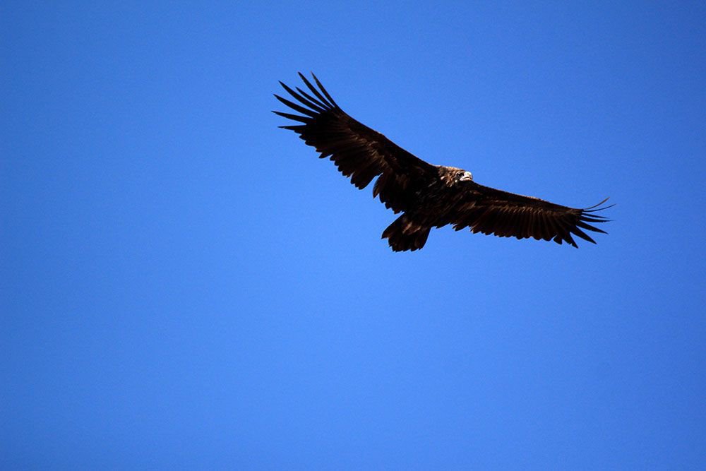 ÖNCEDEN ÖLDÜRÜYORDU, ŞİMDİ ÖLÜMSÜZLEŞTİRİYOR