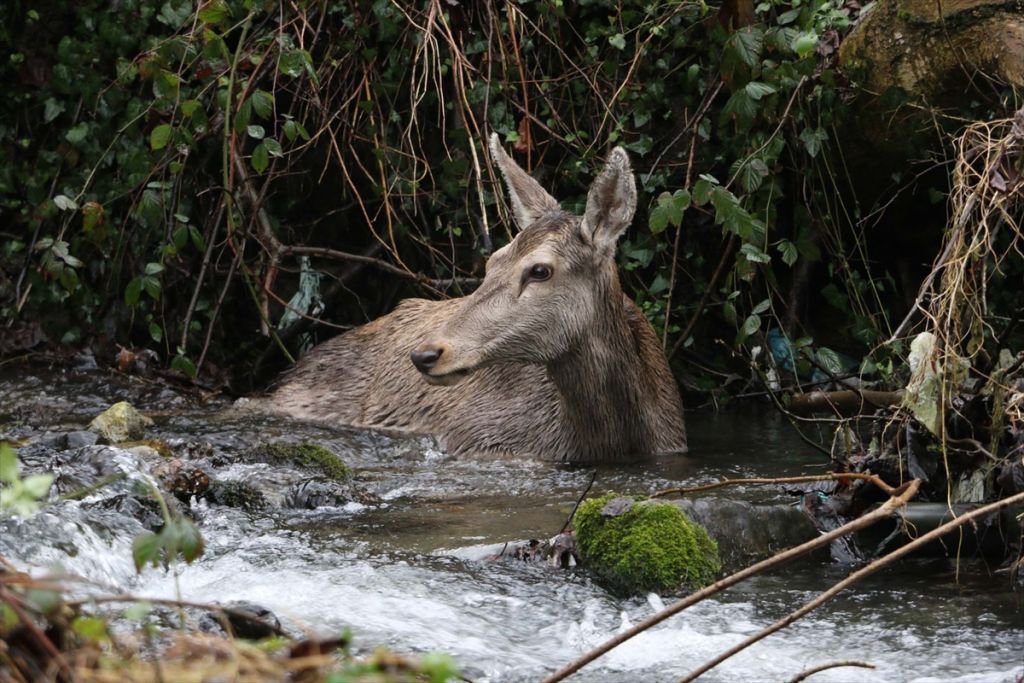 GEYİK DONMAK ÜZEREYKEN BULUNDU