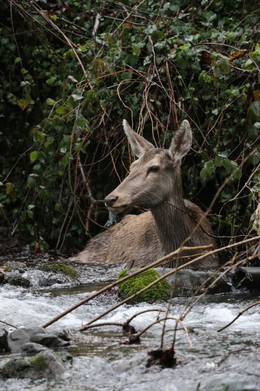 GEYİK DONMAK ÜZEREYKEN BULUNDU