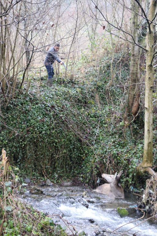 GEYİK DONMAK ÜZEREYKEN BULUNDU