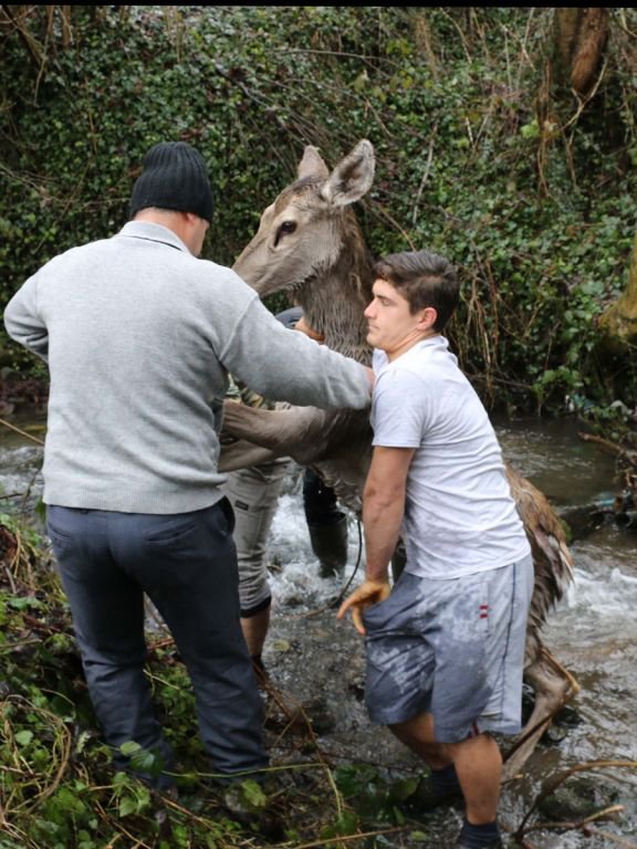 GEYİK DONMAK ÜZEREYKEN BULUNDU