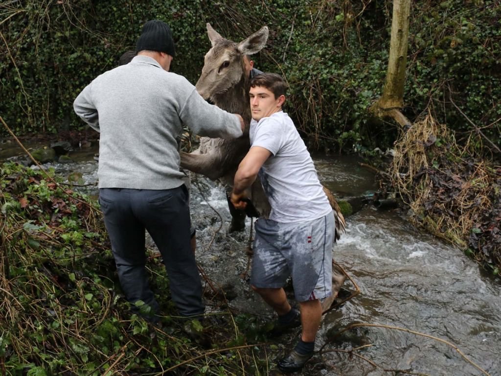 GEYİK DONMAK ÜZEREYKEN BULUNDU
