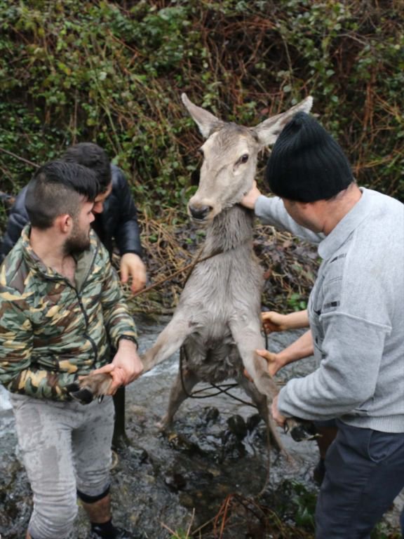 GEYİK DONMAK ÜZEREYKEN BULUNDU