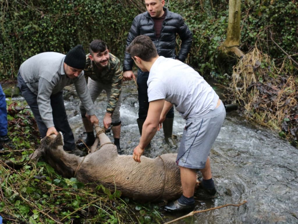 GEYİK DONMAK ÜZEREYKEN BULUNDU