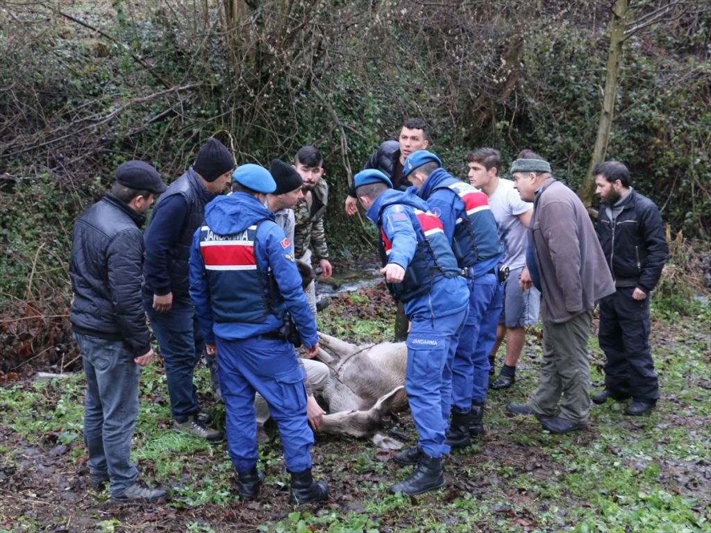 GEYİK DONMAK ÜZEREYKEN BULUNDU