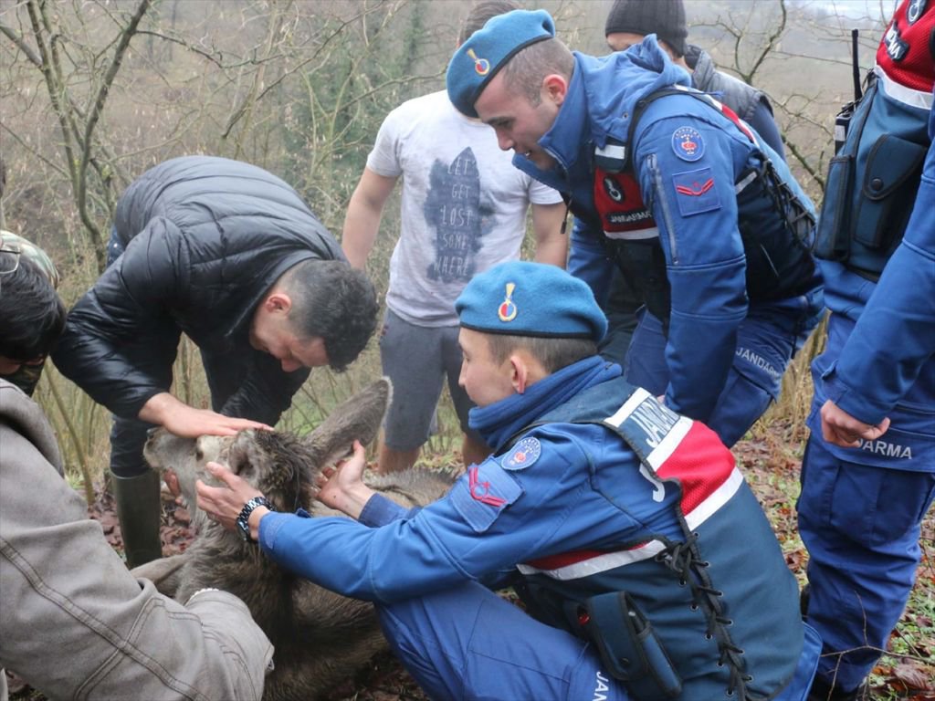 GEYİK DONMAK ÜZEREYKEN BULUNDU