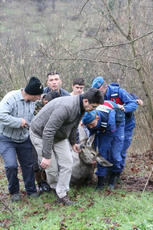 GEYİK DONMAK ÜZEREYKEN BULUNDU
