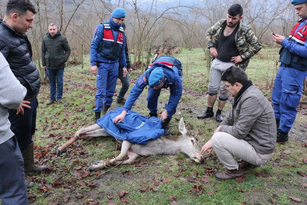 GEYİK DONMAK ÜZEREYKEN BULUNDU