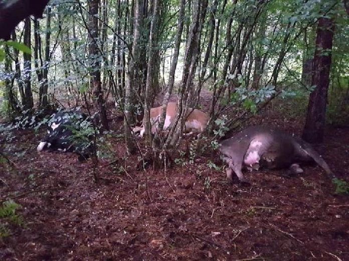İNEKLERE YILDIRIM ÇARPTI...