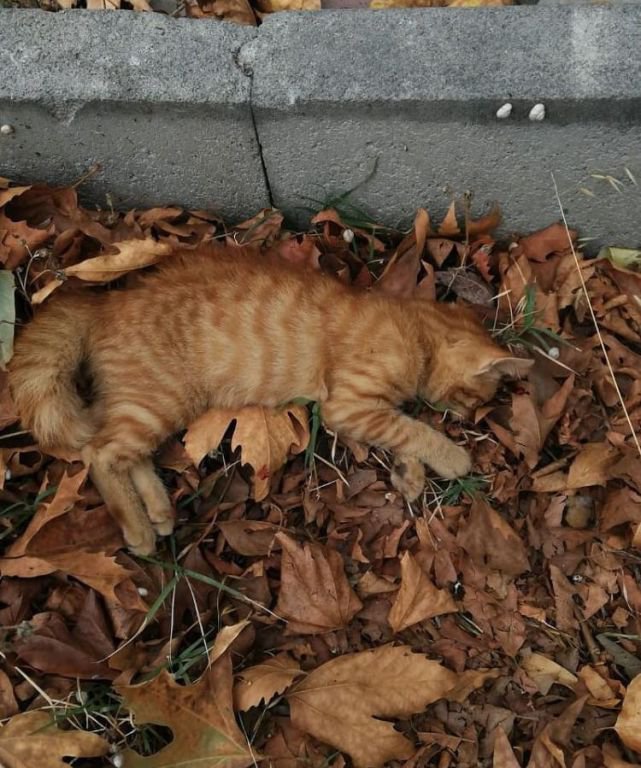 KAN DONDURAN İDDİA  !