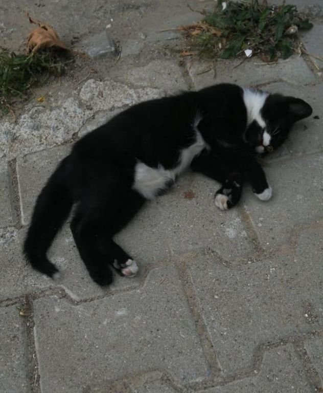 KAN DONDURAN İDDİA  !