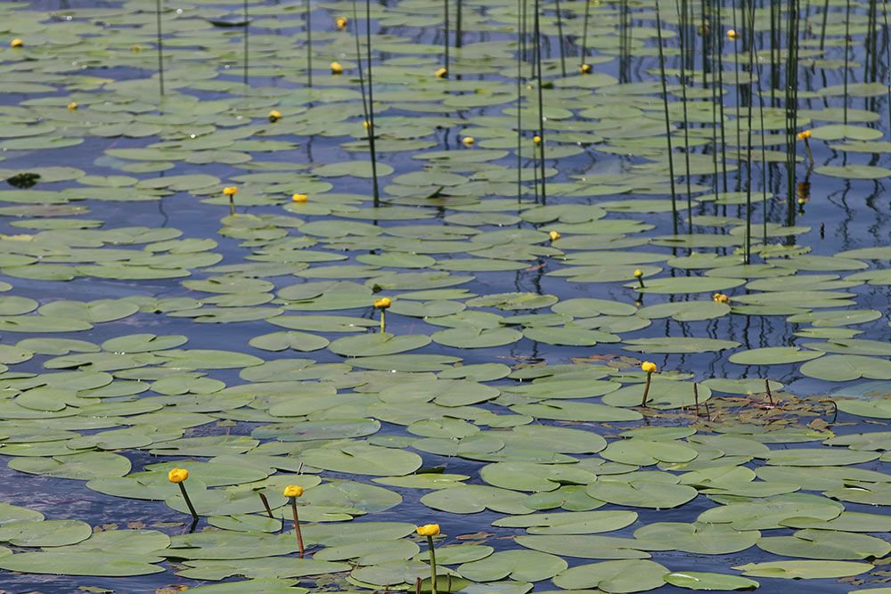 MUHTEŞEM GÖRSEL ŞÖLEN..