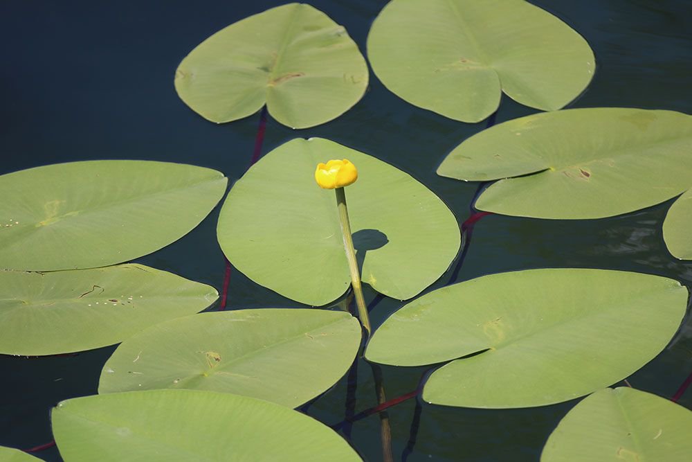 MUHTEŞEM GÖRSEL ŞÖLEN..