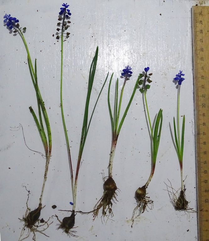 ÖĞRETİM ÜYESİNDEN BÜYÜK JEST