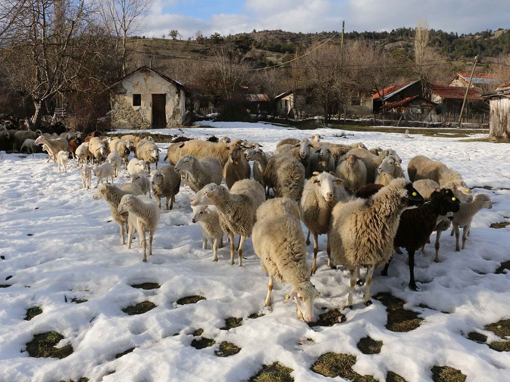"ÖNCE EVLAT SONRA KOYUNLAR"