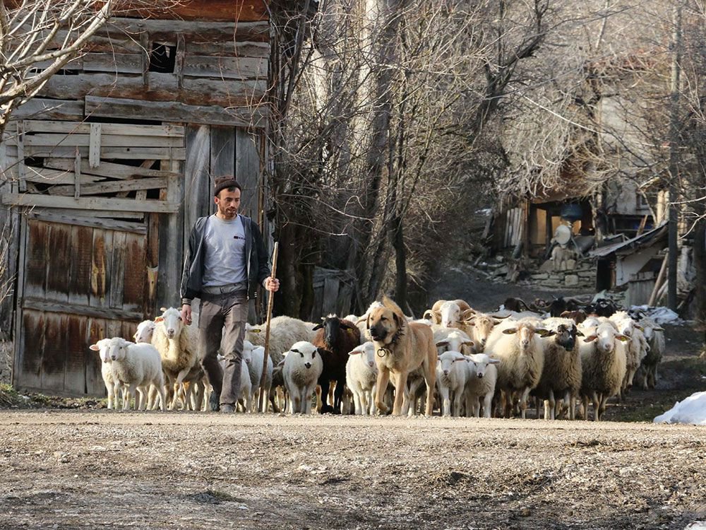 "ÖNCE EVLAT SONRA KOYUNLAR"