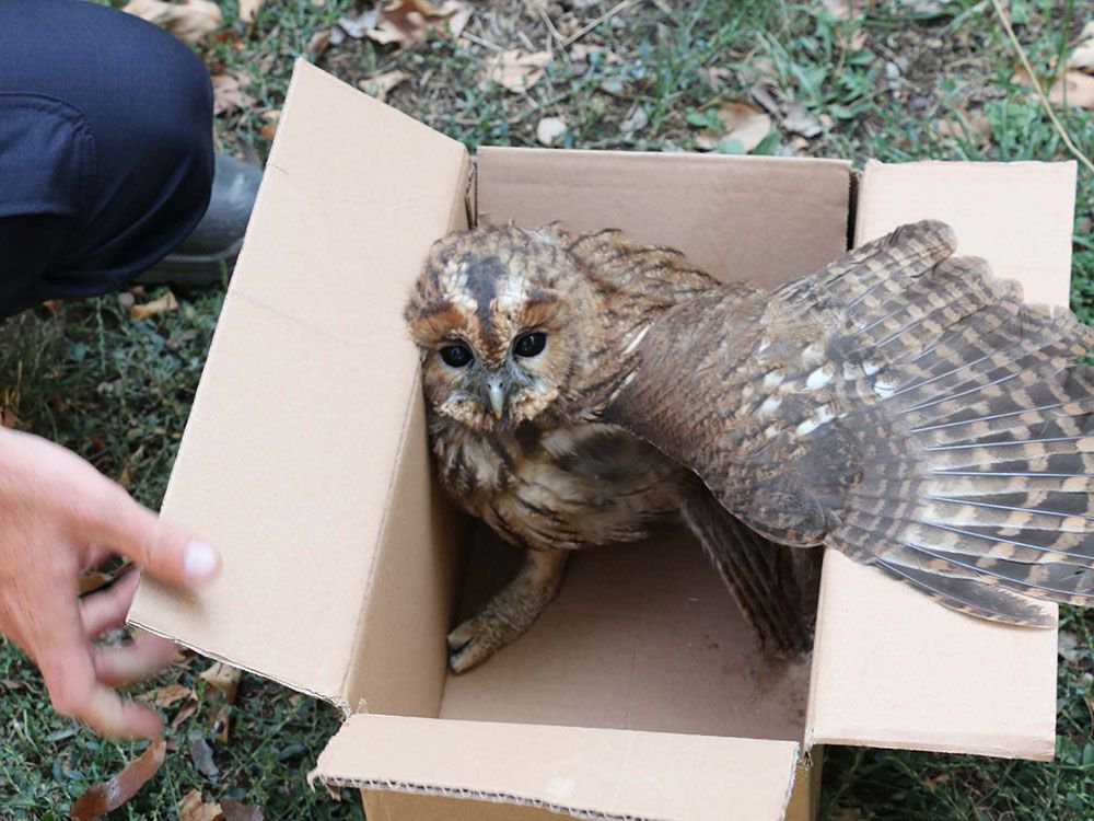 YARALI BAYKUŞUN YARDIMINA KOŞTULAR