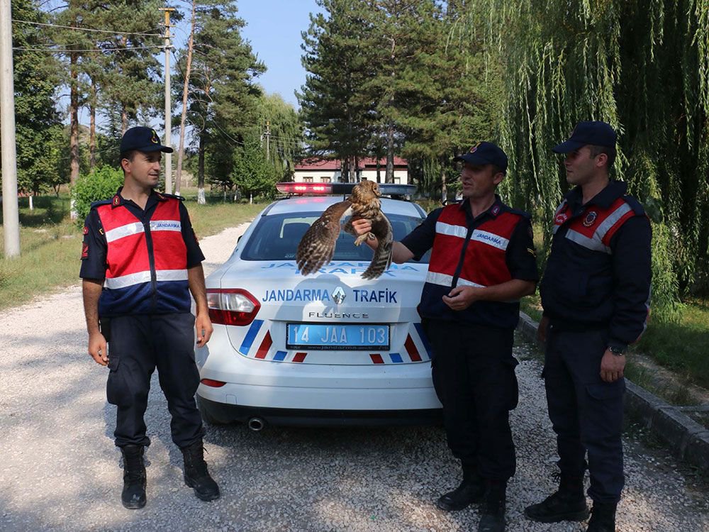 YARALI BAYKUŞUN YARDIMINA KOŞTULAR