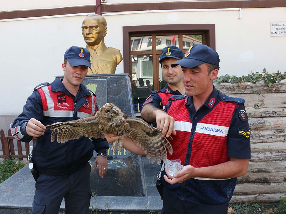 YARALI BAYKUŞUN YARDIMINA KOŞTULAR