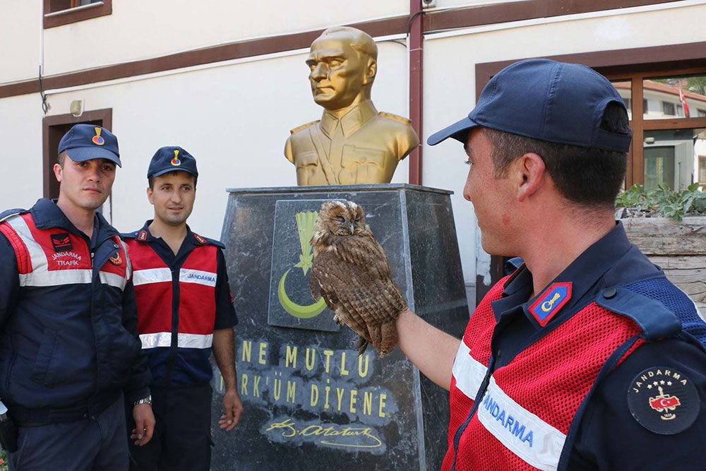 YARALI BAYKUŞUN YARDIMINA KOŞTULAR