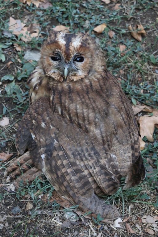 YARALI BAYKUŞUN YARDIMINA KOŞTULAR