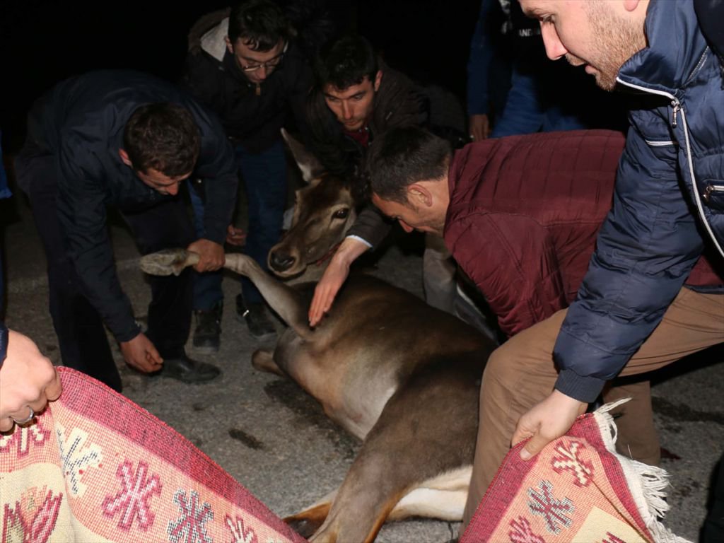 YARALI GEYİĞE VATANDAŞ ŞEVKATİ...