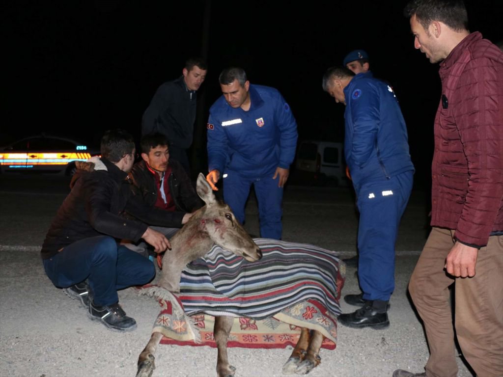 YARALI GEYİĞE VATANDAŞ ŞEVKATİ...