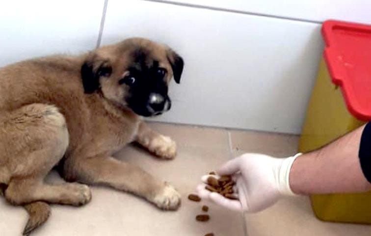 YAVRU KÖPEKLERİN İMDADINA VATANDAŞ YETİŞTİ