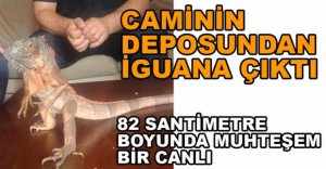CAMİNİN DEPOSUNDAN İGUANA ÇIKTI