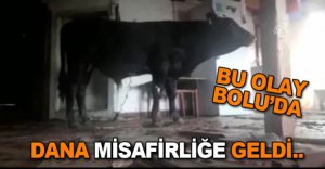 EVE GİREN DANAYI KÖYLÜLER ÇIKARDI